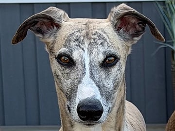 OakLight Whippets