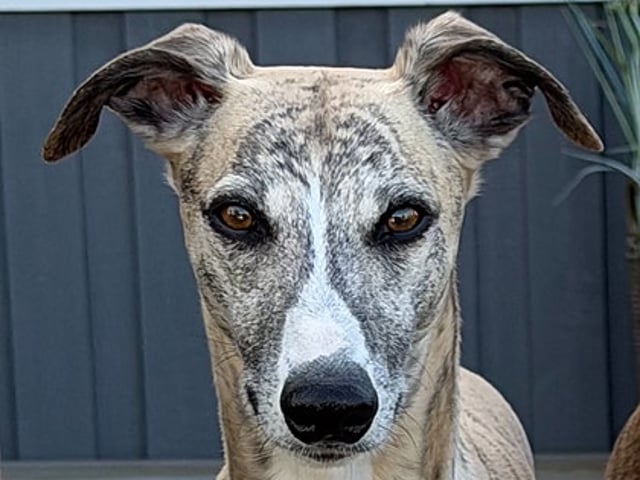 Whippet Valper ventes