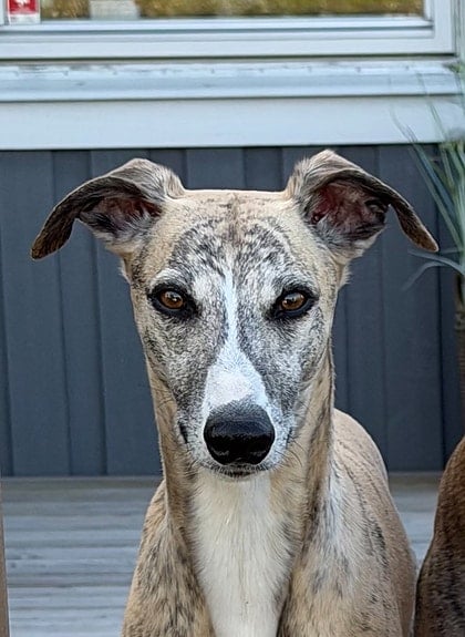 OakLight Whippets