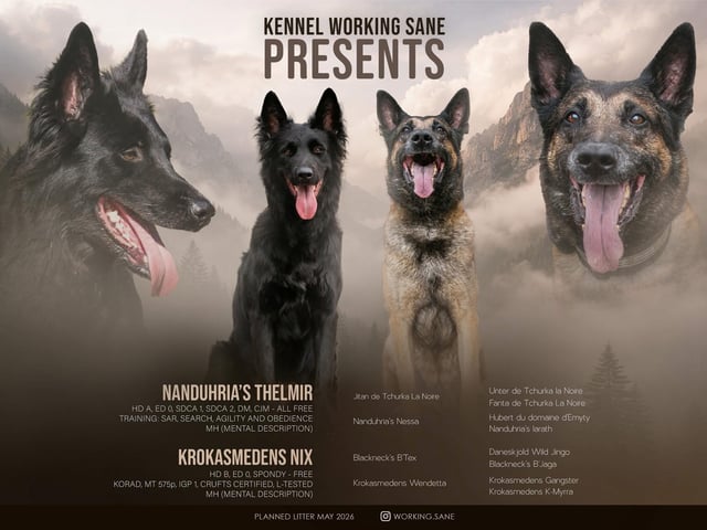 Belgian Shepherd Groenendael