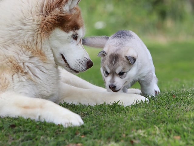 Siberian husky