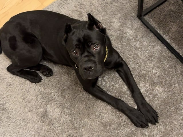 Cane Corso