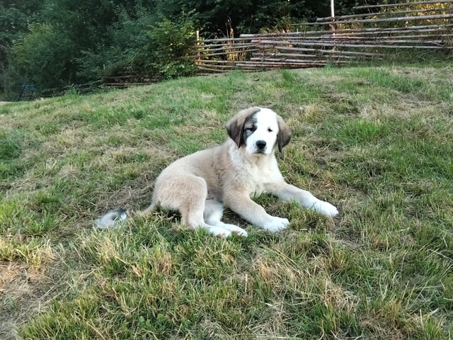 valp: Luna