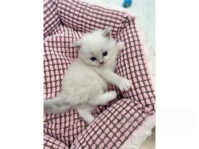 Ragdoll