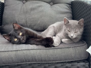Ragdoll · Hässleholm · Kattunge till salu