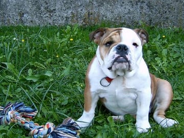 Engelsk bulldogg