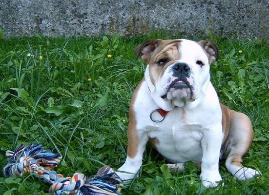 Engelsk bulldogg