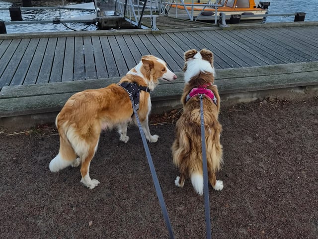Border Collie · Limhamn · Ruckeltofta Gård