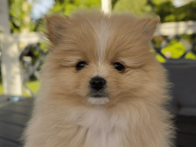 Pomeranian