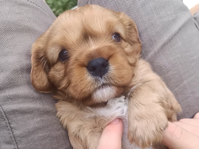 Cavalier king charles spaniel