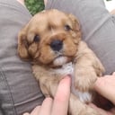 Cavalier king charles spaniel