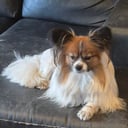 Papillon