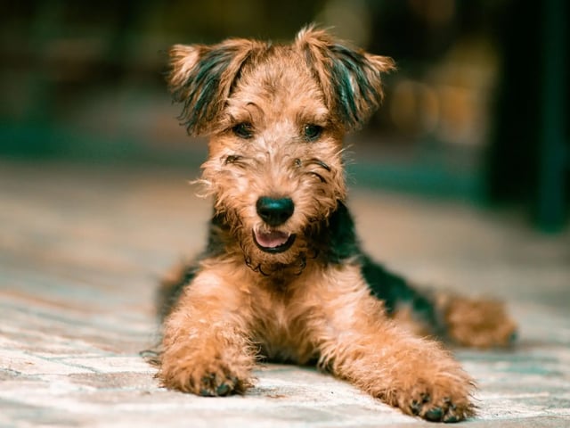 Airedale terrier