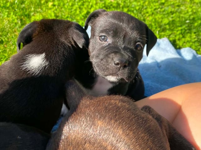 Staffordshire bull terrier