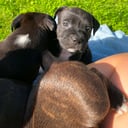 Staffordshire bullterrier