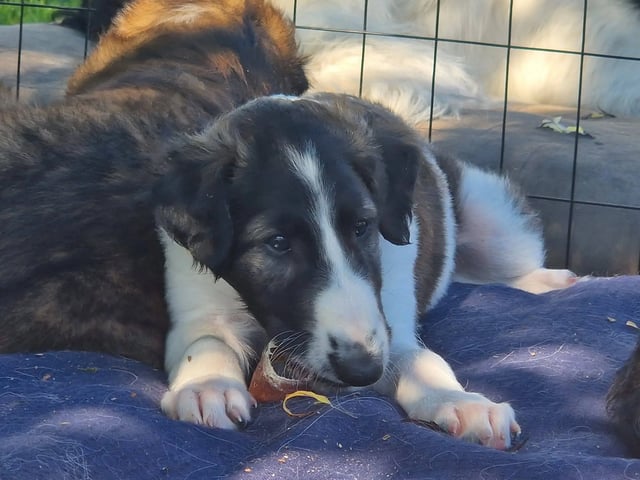 Kjersti Eliassen