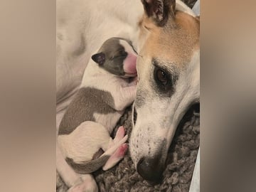 Whippet · Oslo · Lill Tonje Johansen Ristvedt