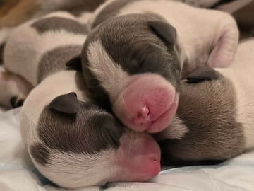 Whippet · Oslo · Lill Tonje Johansen Ristvedt