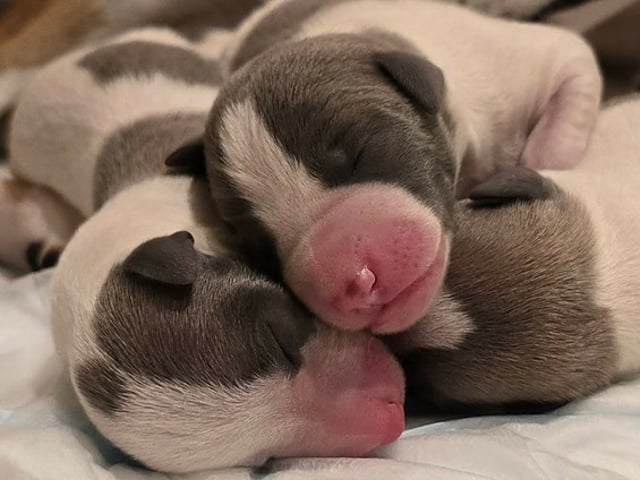 Whippet · Oslo · Lill Tonje Johansen Ristvedt