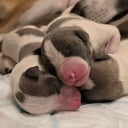 Whippet