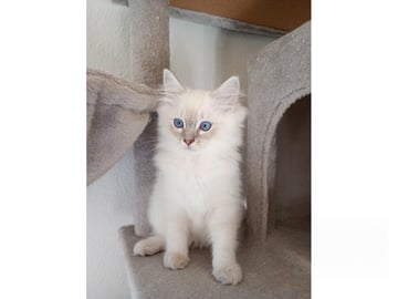 Ragdoll · Strömsnäsbruk · SE*Borgabyns