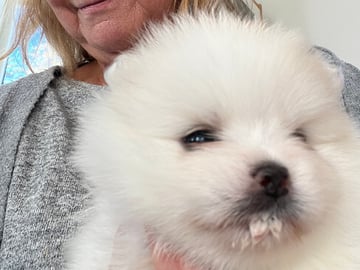 Pomeranian · Ljusterö · Björkarbo
