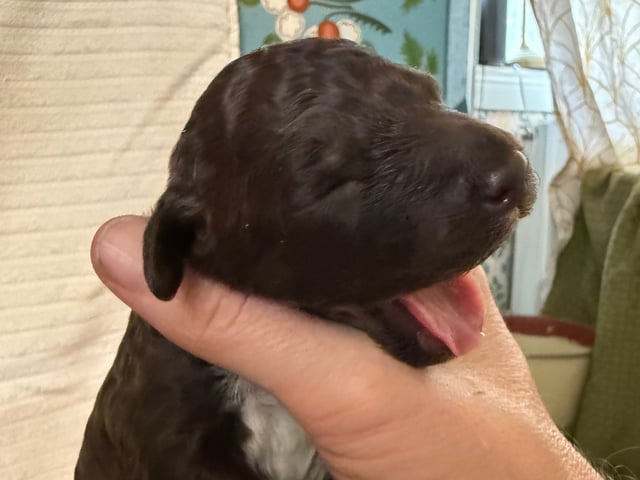 Lagotto romagnolo