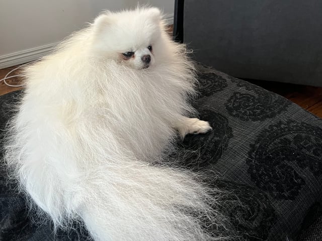 Pomeranian · Ljusterö · Björkarbo