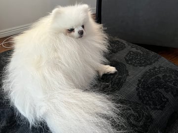 Pomeranian · Ljusterö · Björkarbo
