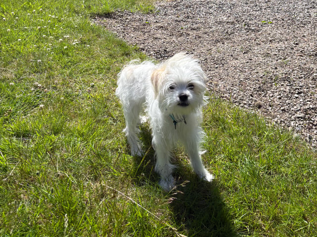Puppy: Hane 1