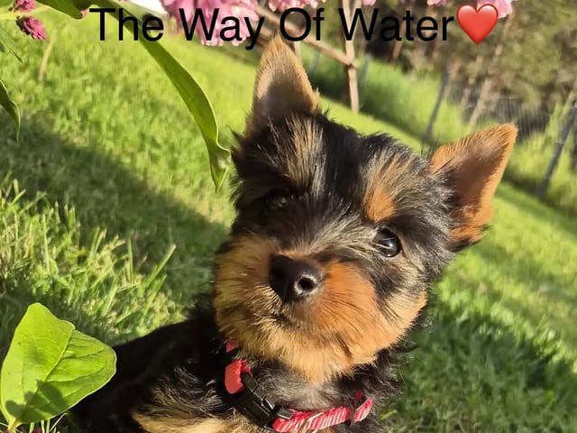 Silky terrier · Tynset · Kennel Showsilk