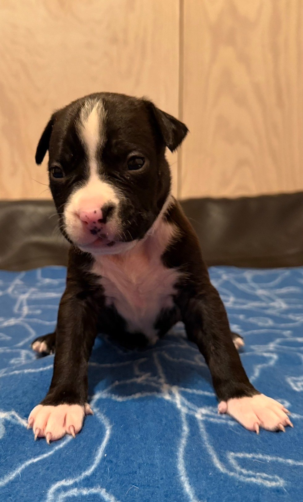 Patrick Nielsen Amstaff