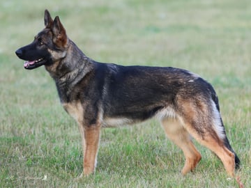 Kennel Snibor Anzi