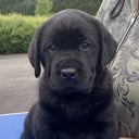 Labrador retriever