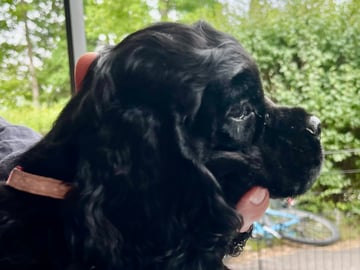 Amerikansk cocker spaniel · Järfälla · LillaFröken