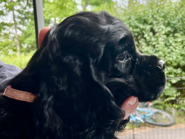 Amerikansk cocker spaniel
