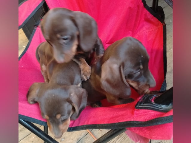 Dachshund · Gjesåsen · Line Merethe Suomalainen
