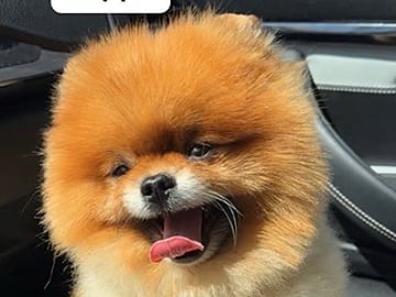 Pomeranian · Malmö · Majdzezo .