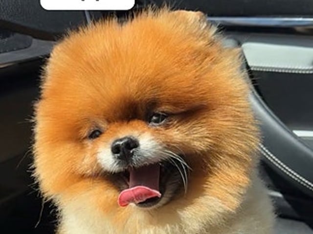 🐻 Två underbara Pomeranian Mini Teacup-valpar söker kärleksfulla hem! 🐾