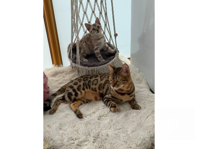 Bengal
