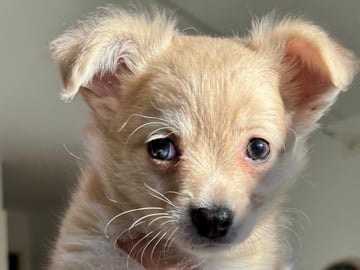 Chihuahua · Bålsta · Bålsta