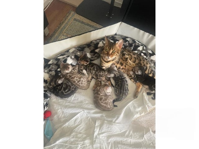 Bengal
