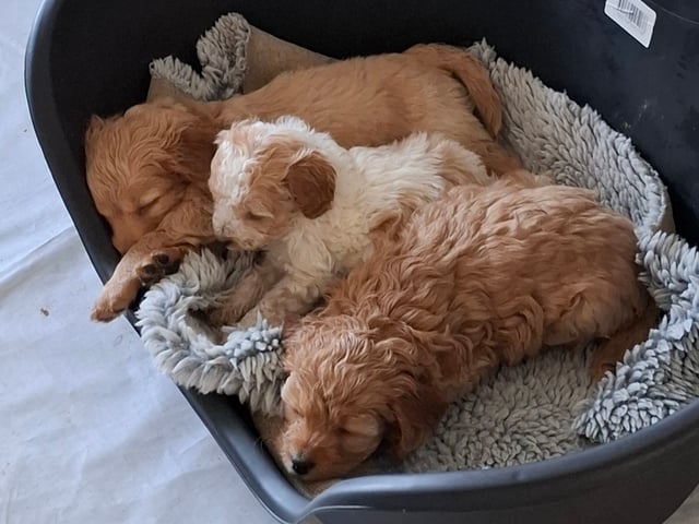 Cockerpoo