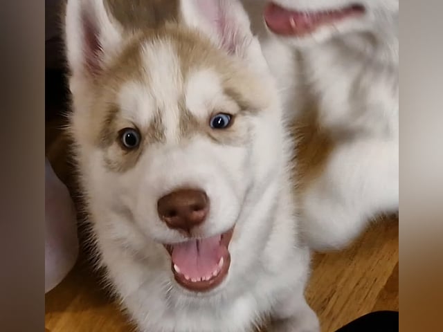 Siberian husky