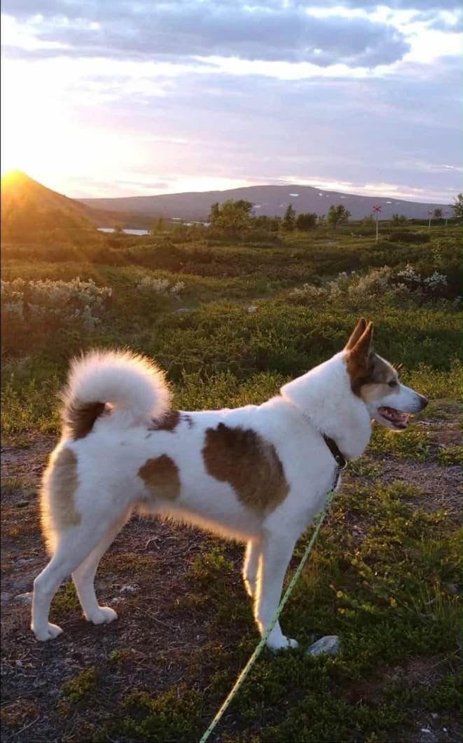 Hälsa