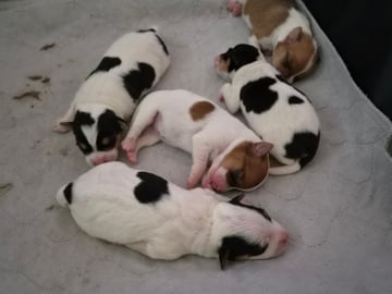 Dansk-svensk gårdhund · Båstad · Marinette Santesson