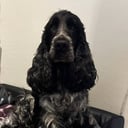 Cocker spaniel