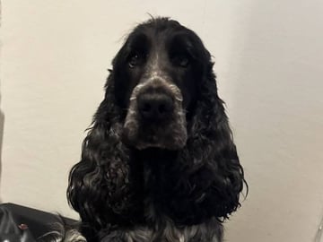 Cocker spaniel · Färjestaden · Kari K.
