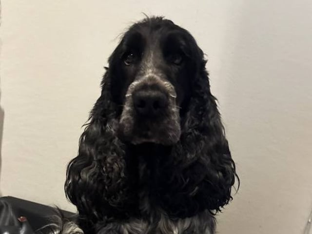 Cocker spaniel · Färjestaden · Kari K.
