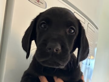 Mitzys retrivers